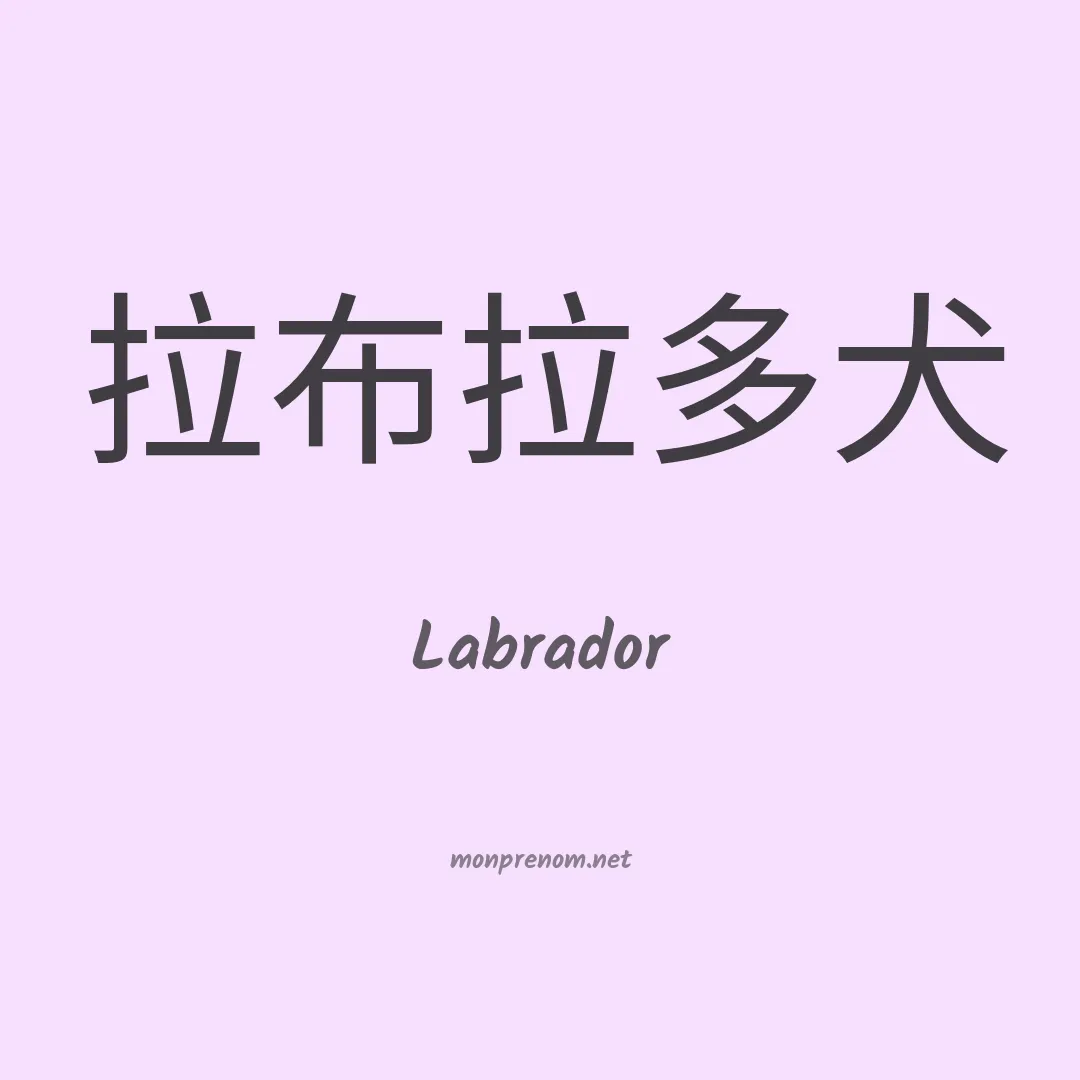 Labrador en chino
